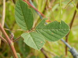 Image of greenleaf ticktrefoil