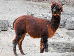 Image of llama