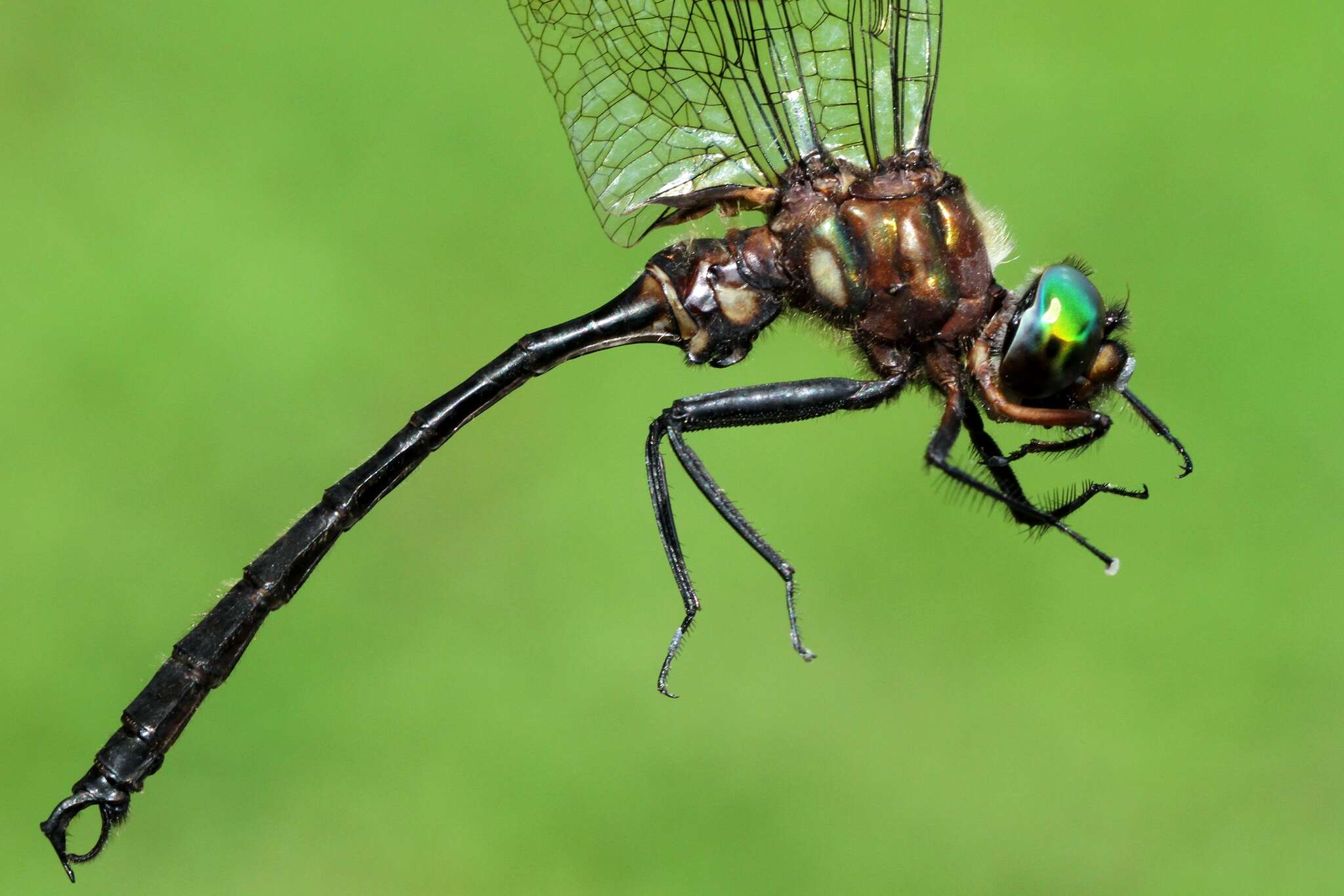 Image of Clamp-tipped Emerald