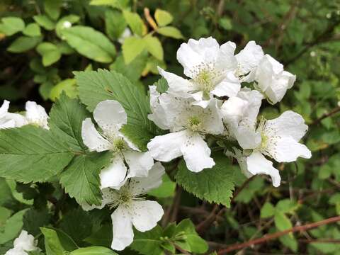 Imagem de Rubus allegheniensis Porter