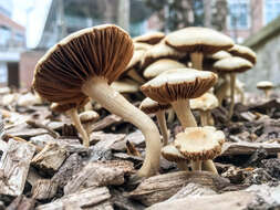 Image of Agrocybe sororia (Peck) Singer 1978