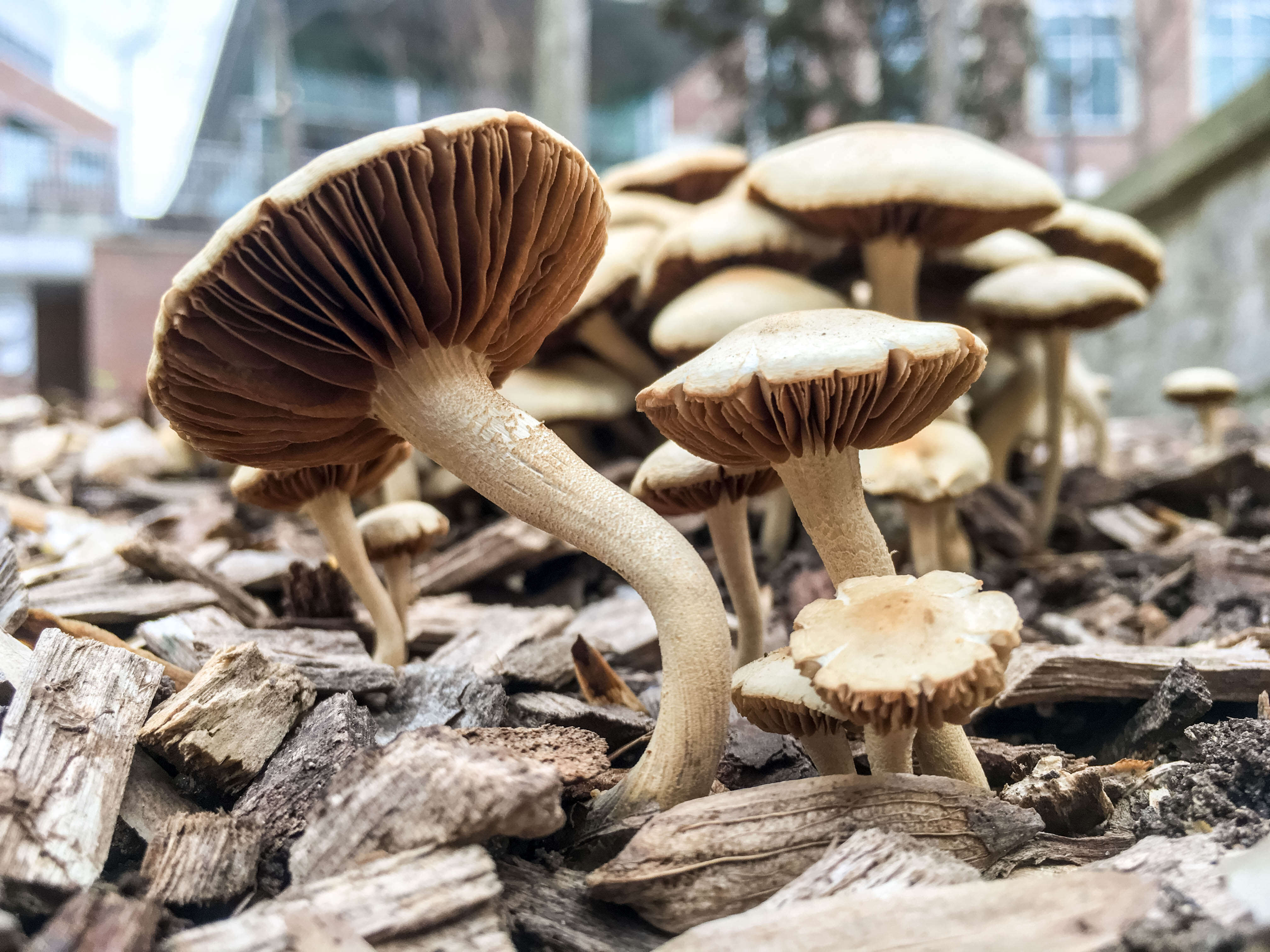 Agrocybe sororia (Peck) Singer 1978 resmi