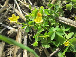 Image of Oxalis stricta