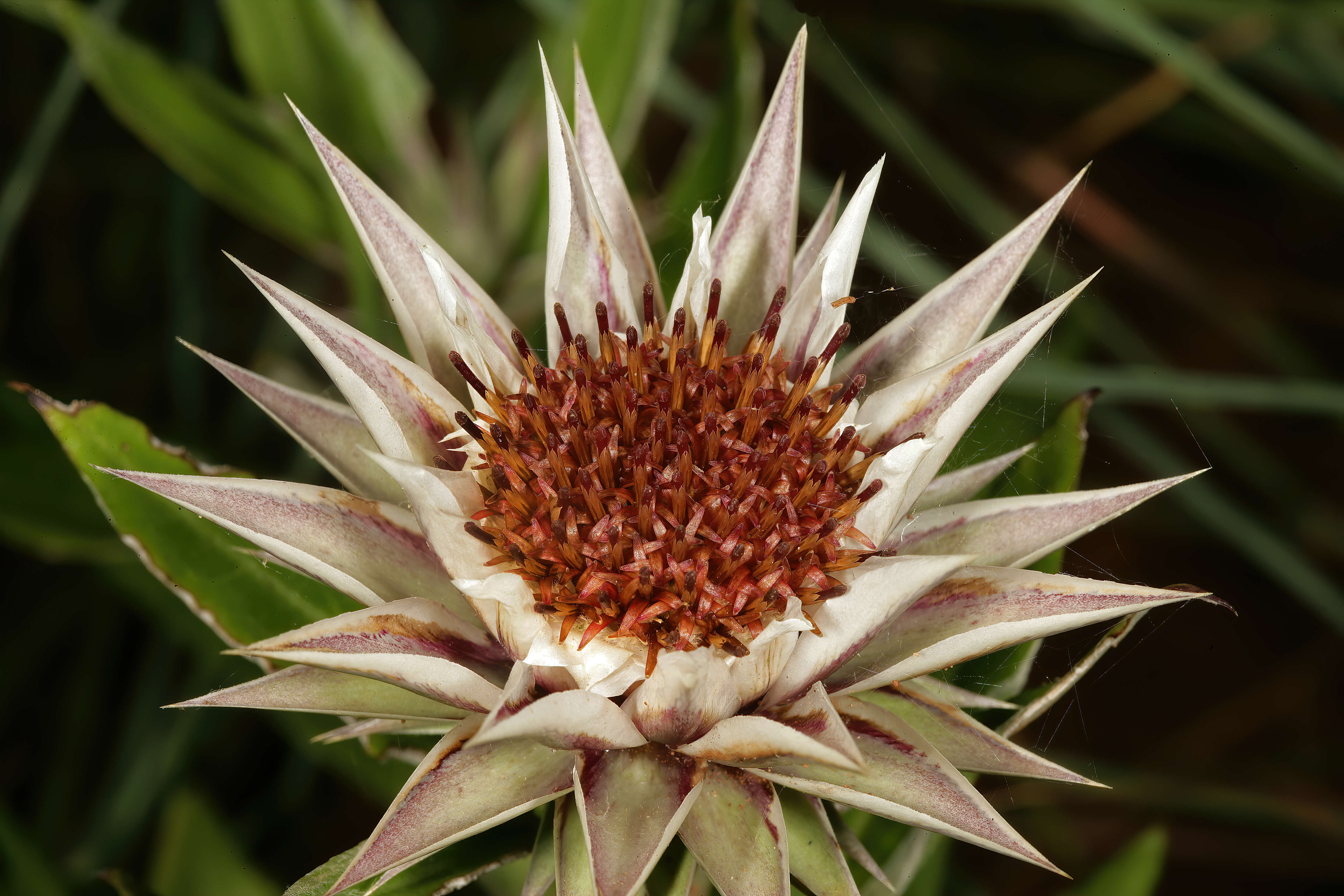 Image of Macledium zeyheri (Sond.) S. Ortiz