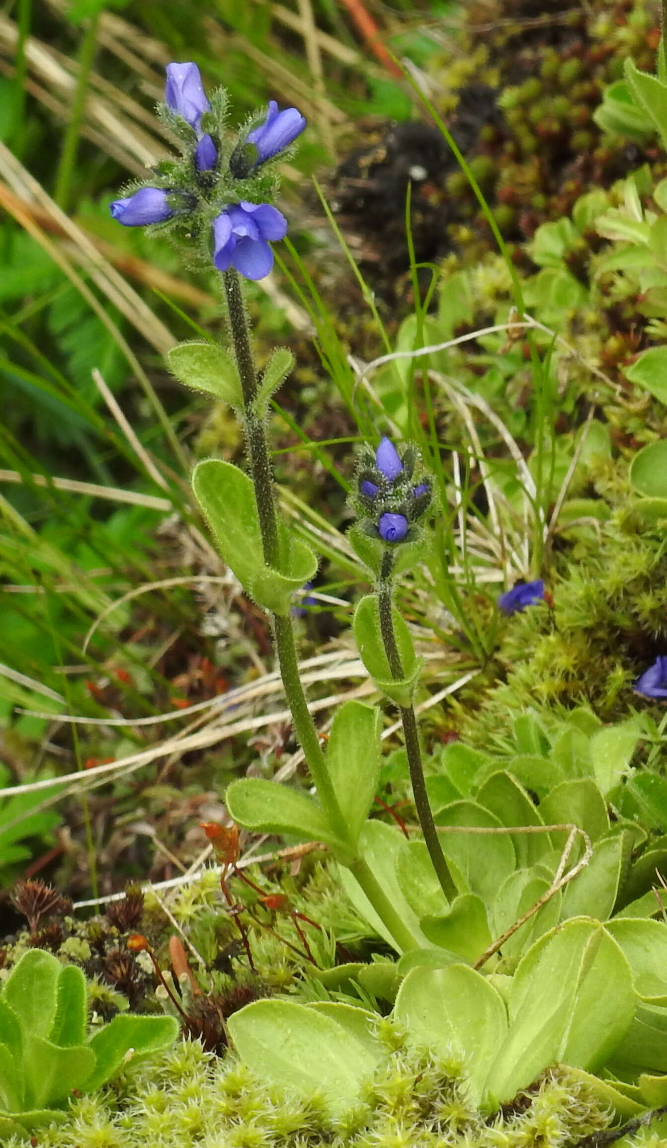 Image of Gänseblümchen-Ehrenpreis