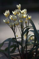 Image of Tulipa bifloriformis Vved.