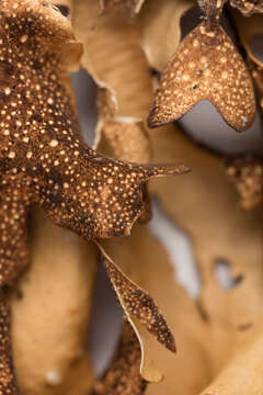 Image of spotted felt lichen