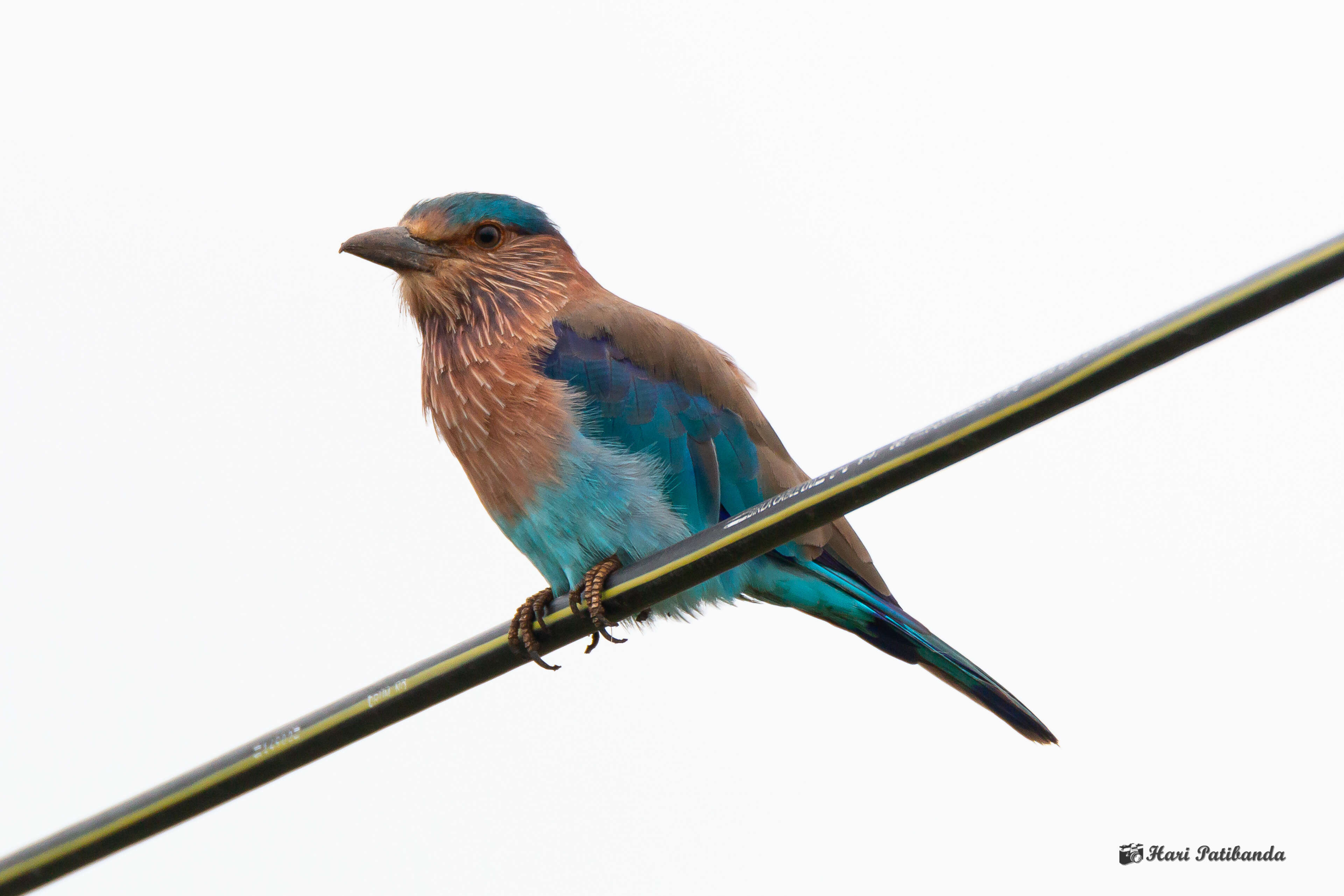 Image of Indian Roller