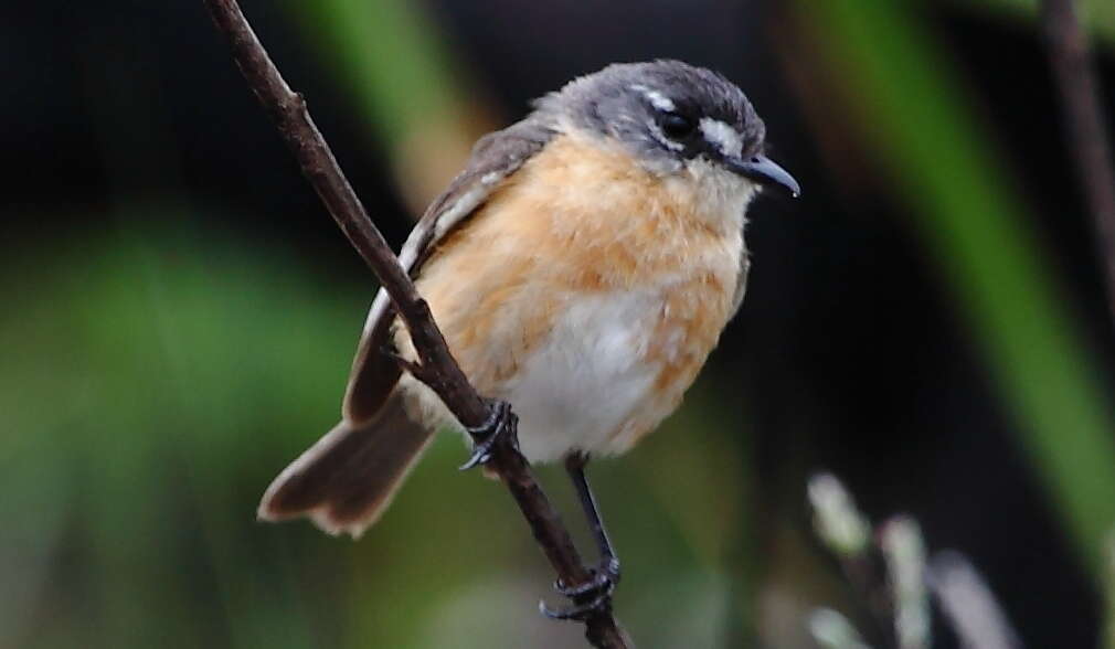 Image of Gray-backed Tachuri