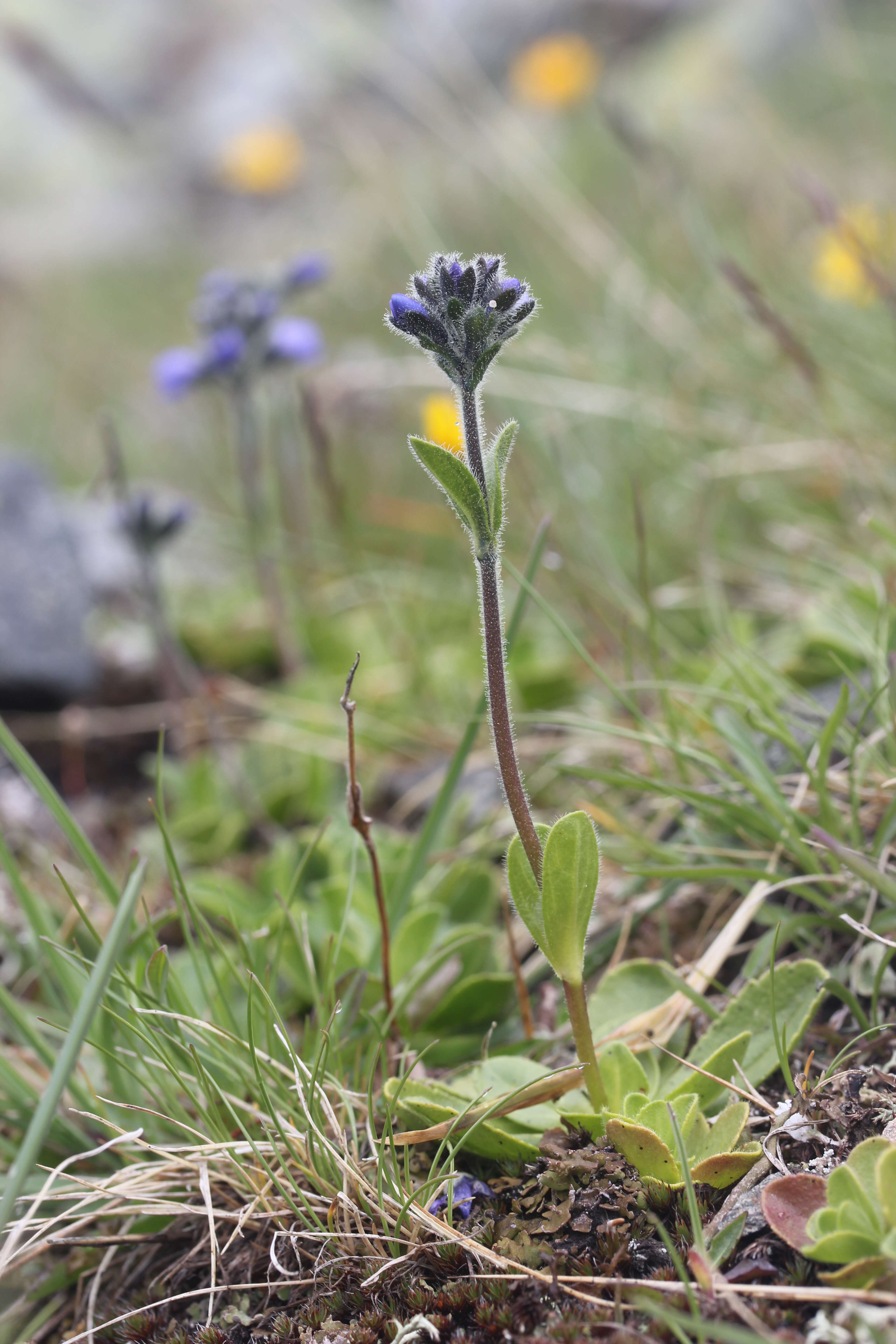 Image of Gänseblümchen-Ehrenpreis