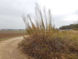 Image of willowleaf sunflower