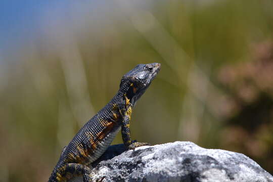 Image of Eastern Cape Crag Lizard