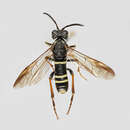 Image of <i>Tenthredo vespa</i>