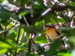 Image de Gobemouche orange et noir