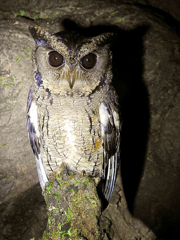 Image of Indian Scops Owl