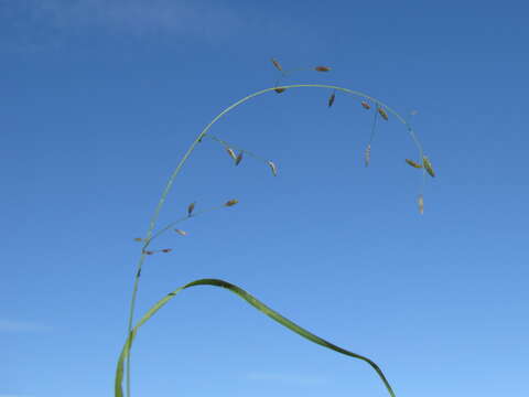 Image of Brown's lovegrass