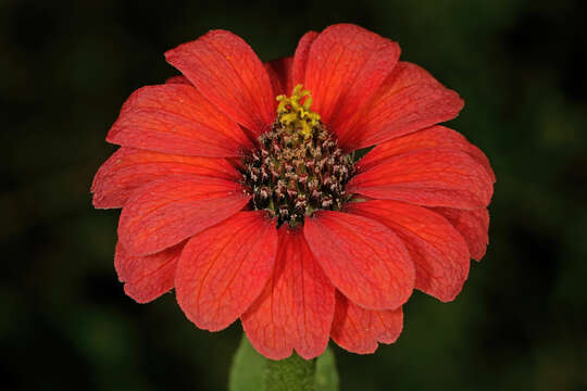 Image of Peruvian zinnia