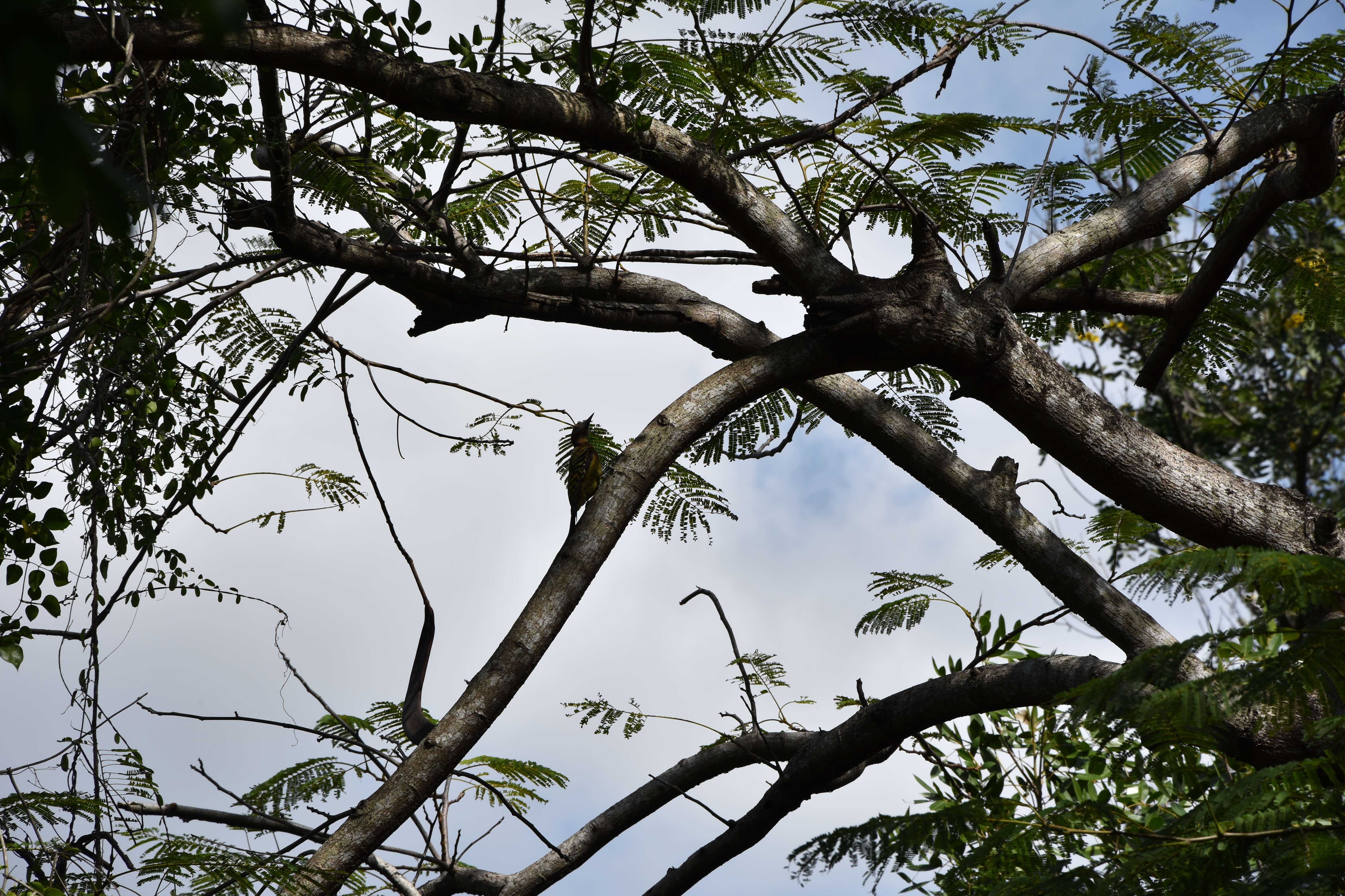 Image of Hispaniolan Woodpecker