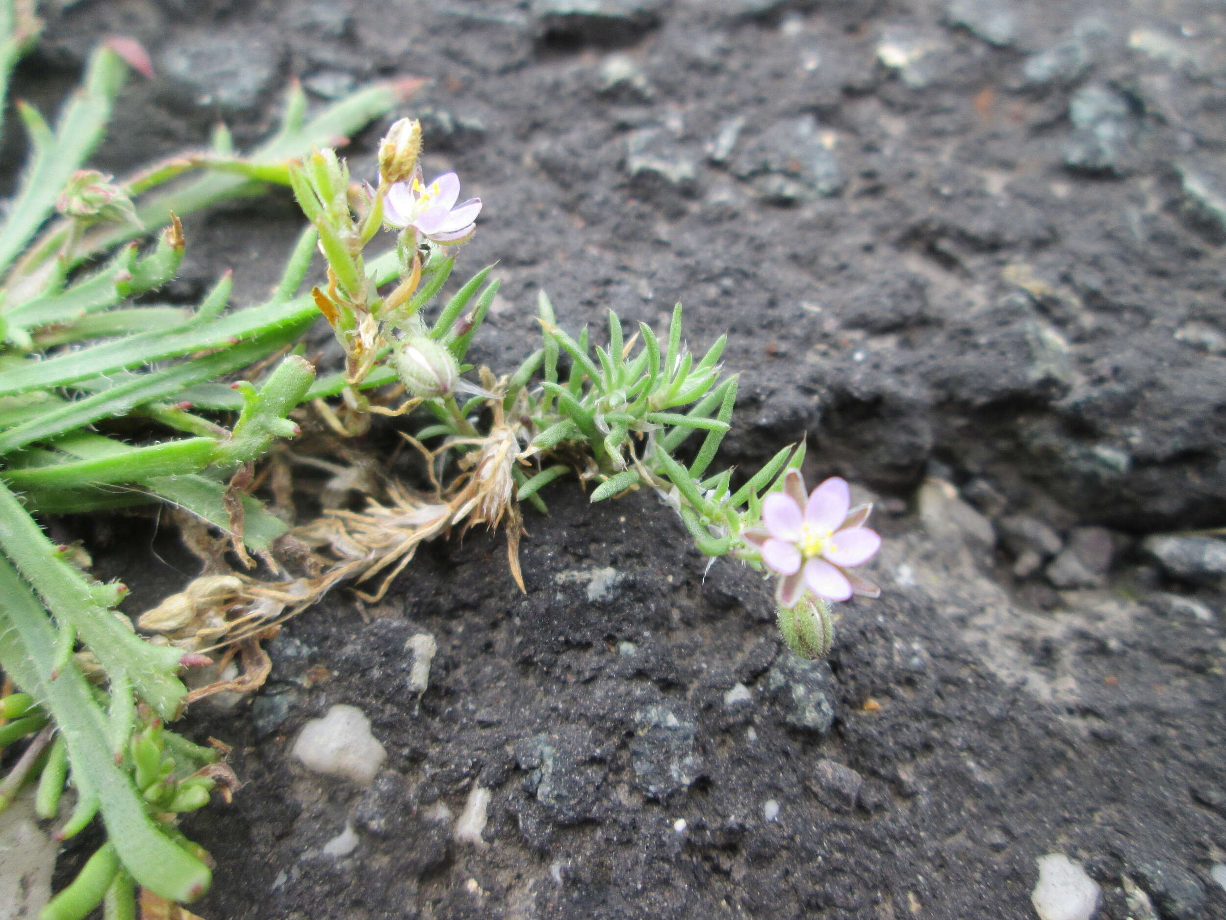 Plancia ëd Spergularia rubra (L.) J. Presl & C. Presl