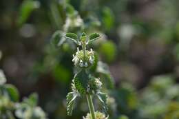 Image of horehound