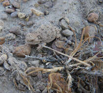 Image of Greater Short-horned Lizard