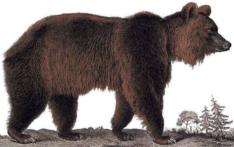 Image of Brown Bear