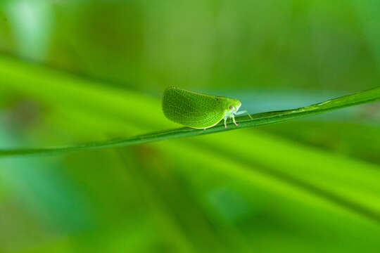 Image of Green Coneheaded Planthopper