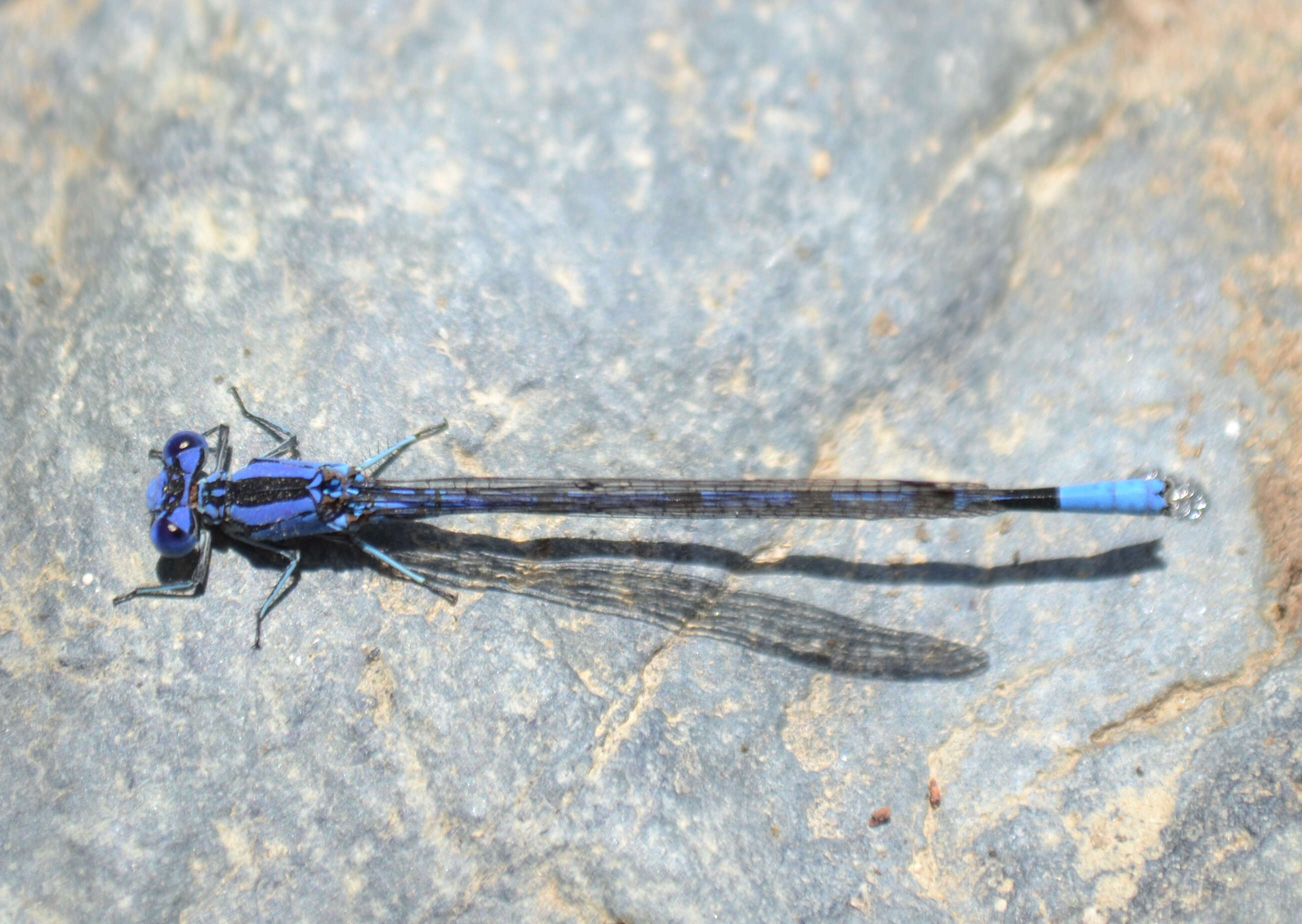 Image of Northern Bluet