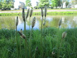 Image of Ribwort Plantain