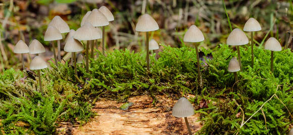 Mycena arcangeliana Bres. 1904 resmi