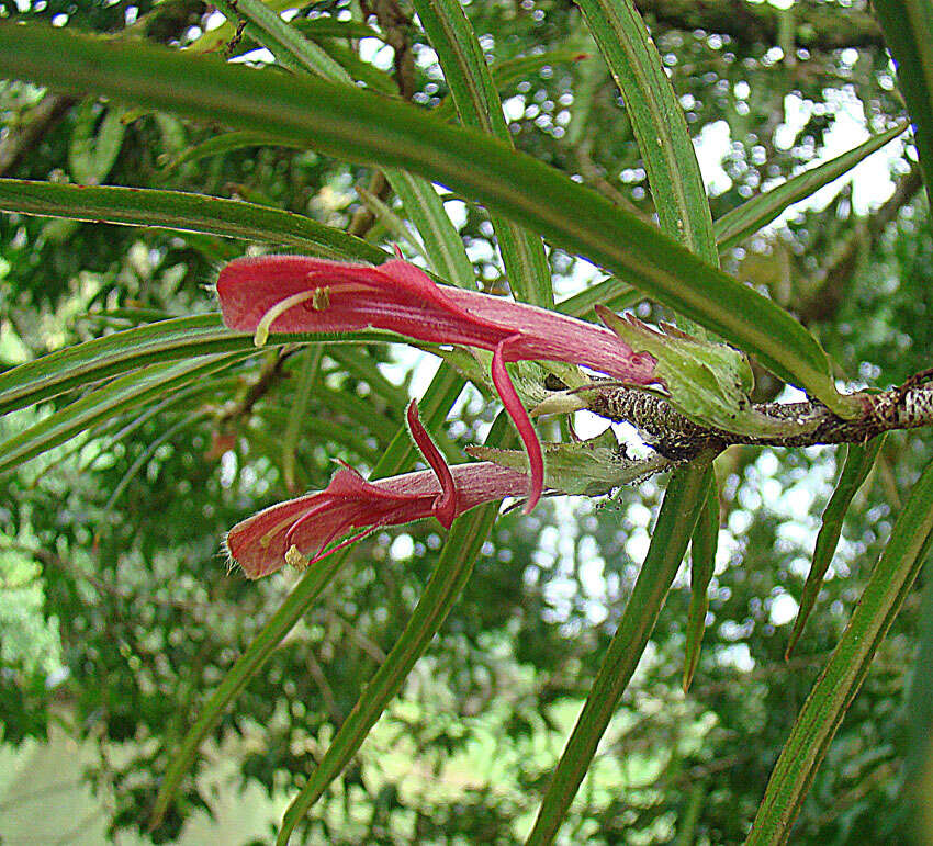 Image of Columnea linearis Oerst.