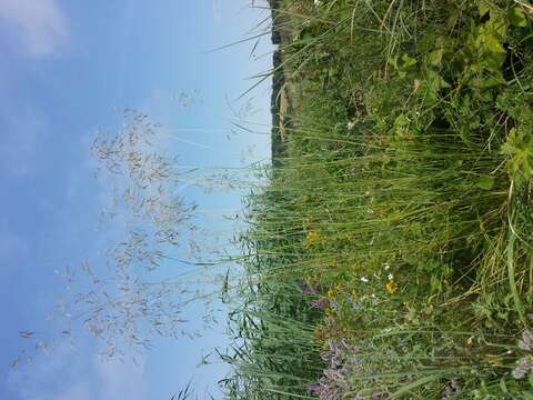 Image of Tufted Hair-grass