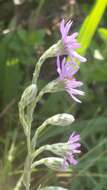 Plancia ëd Symphyotrichum concolor (L.) G. L. Nesom