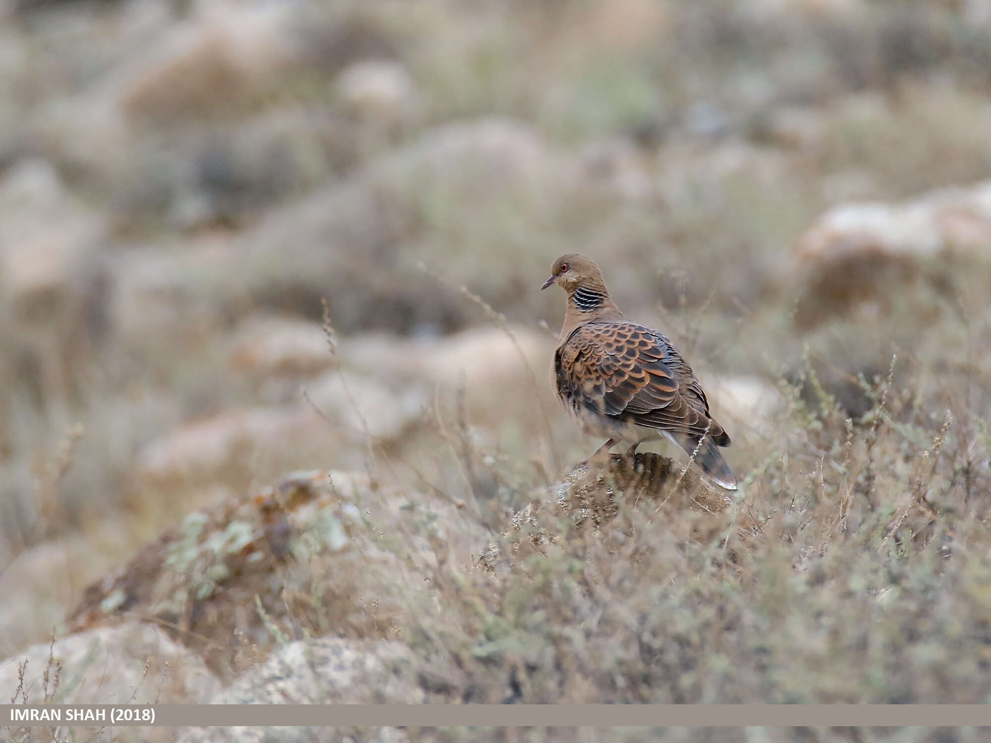 Image of Oriental Turtle Dove