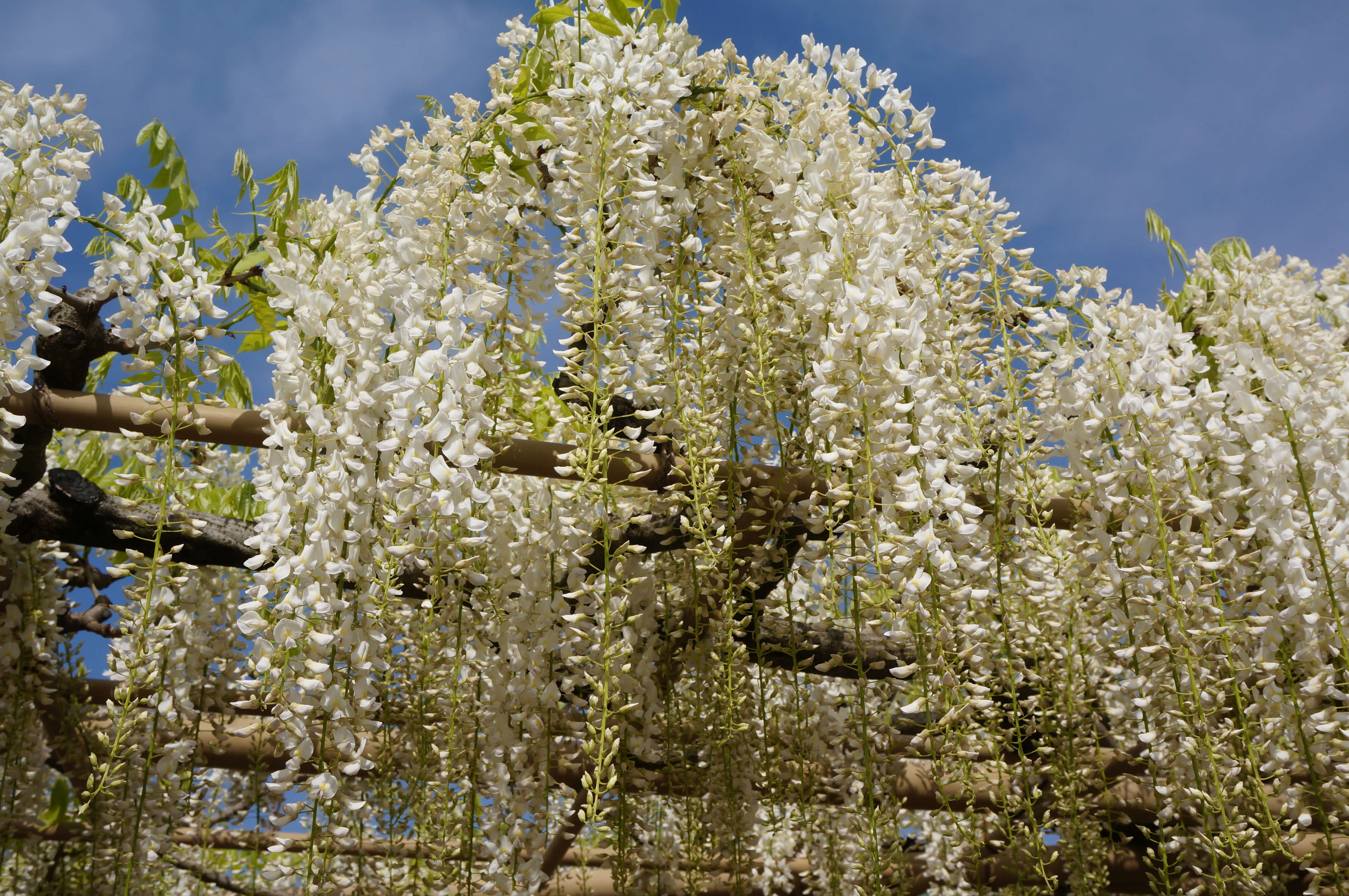 Plancia ëd Wisteria floribunda (Willd.) DC.