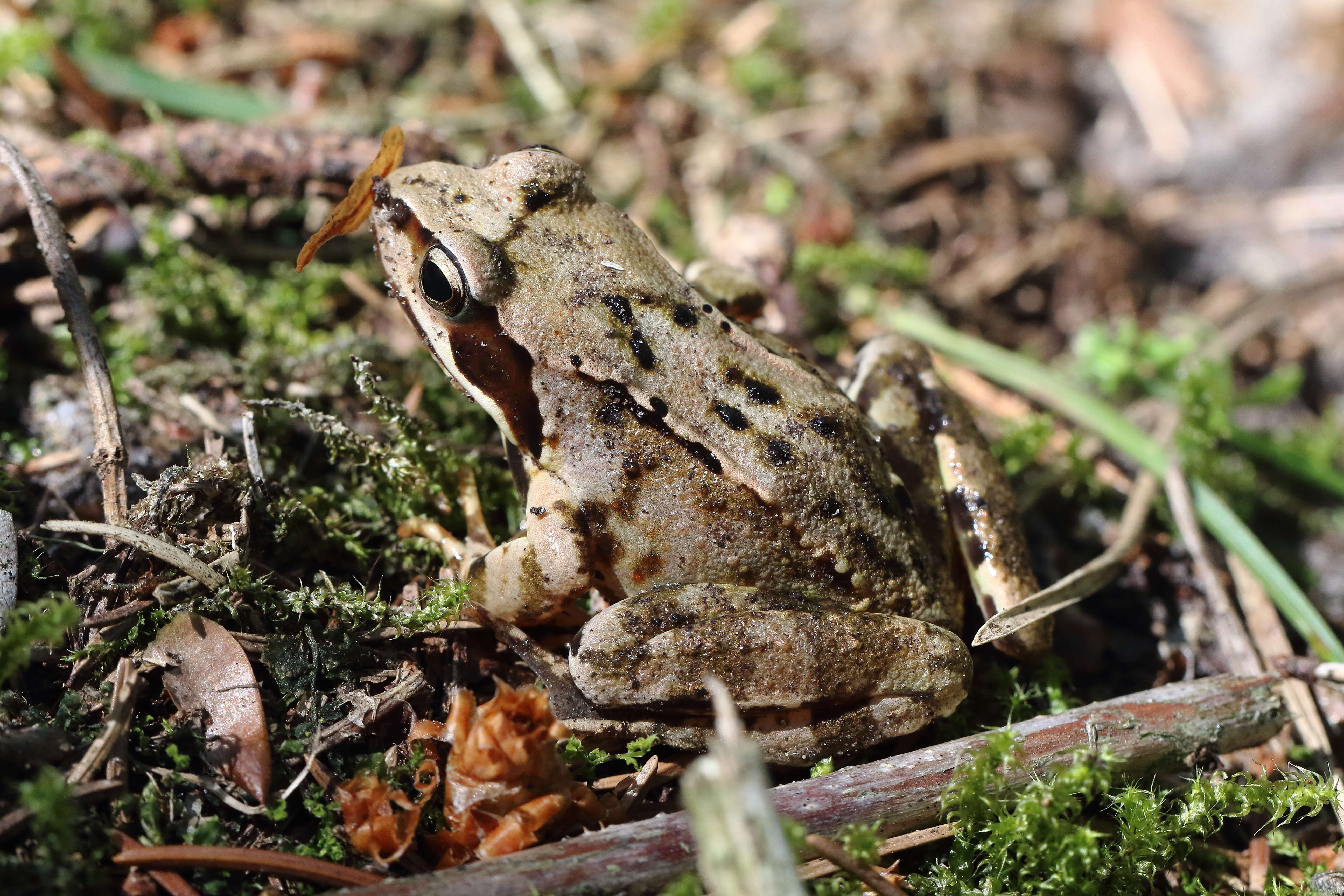 Image of Common frog