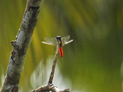 Image of Aethriamanta brevipennis (Rambur 1842)