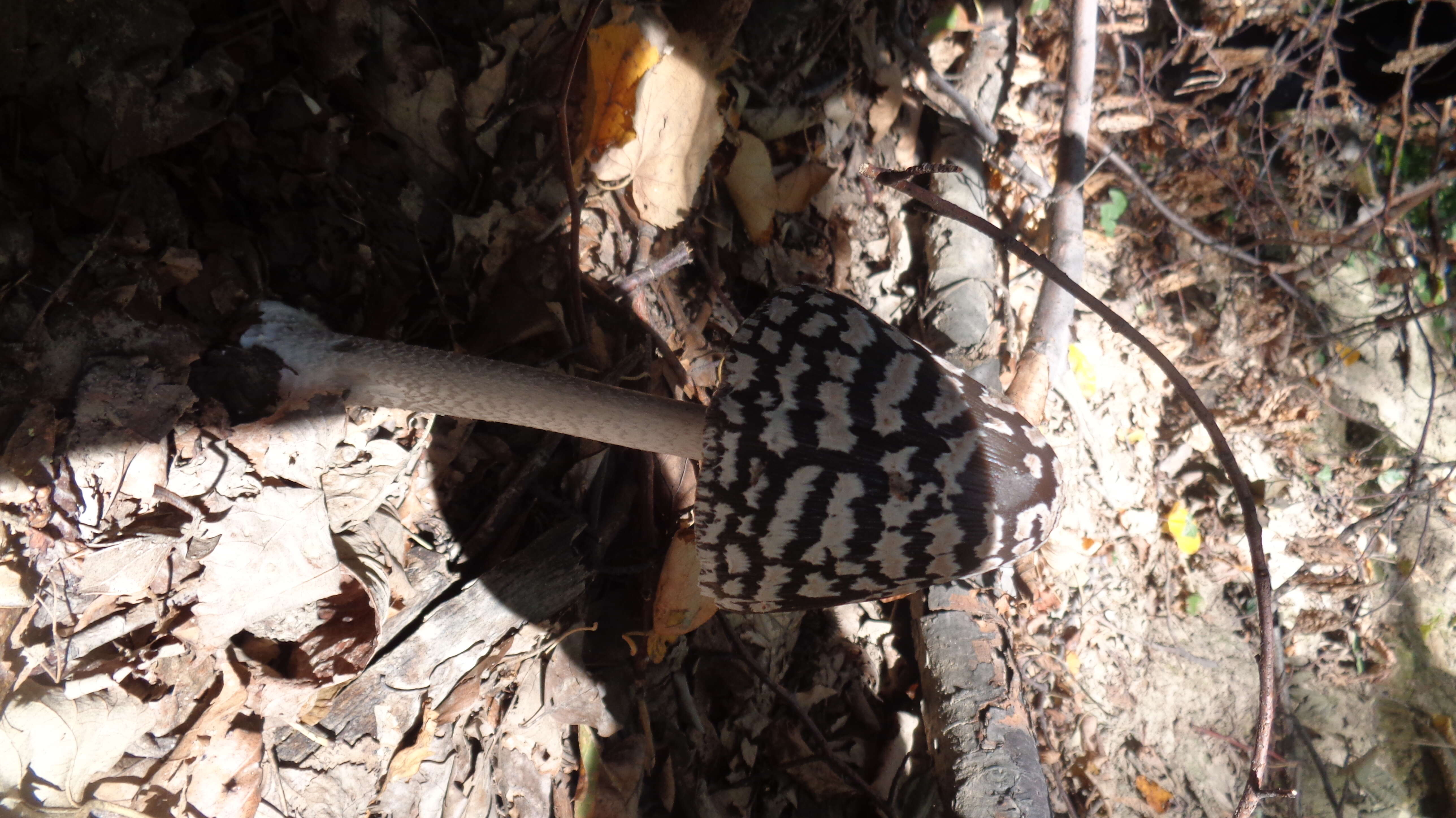 Imagem de Coprinopsis picacea (Bull.) Redhead, Vilgalys & Moncalvo 2001