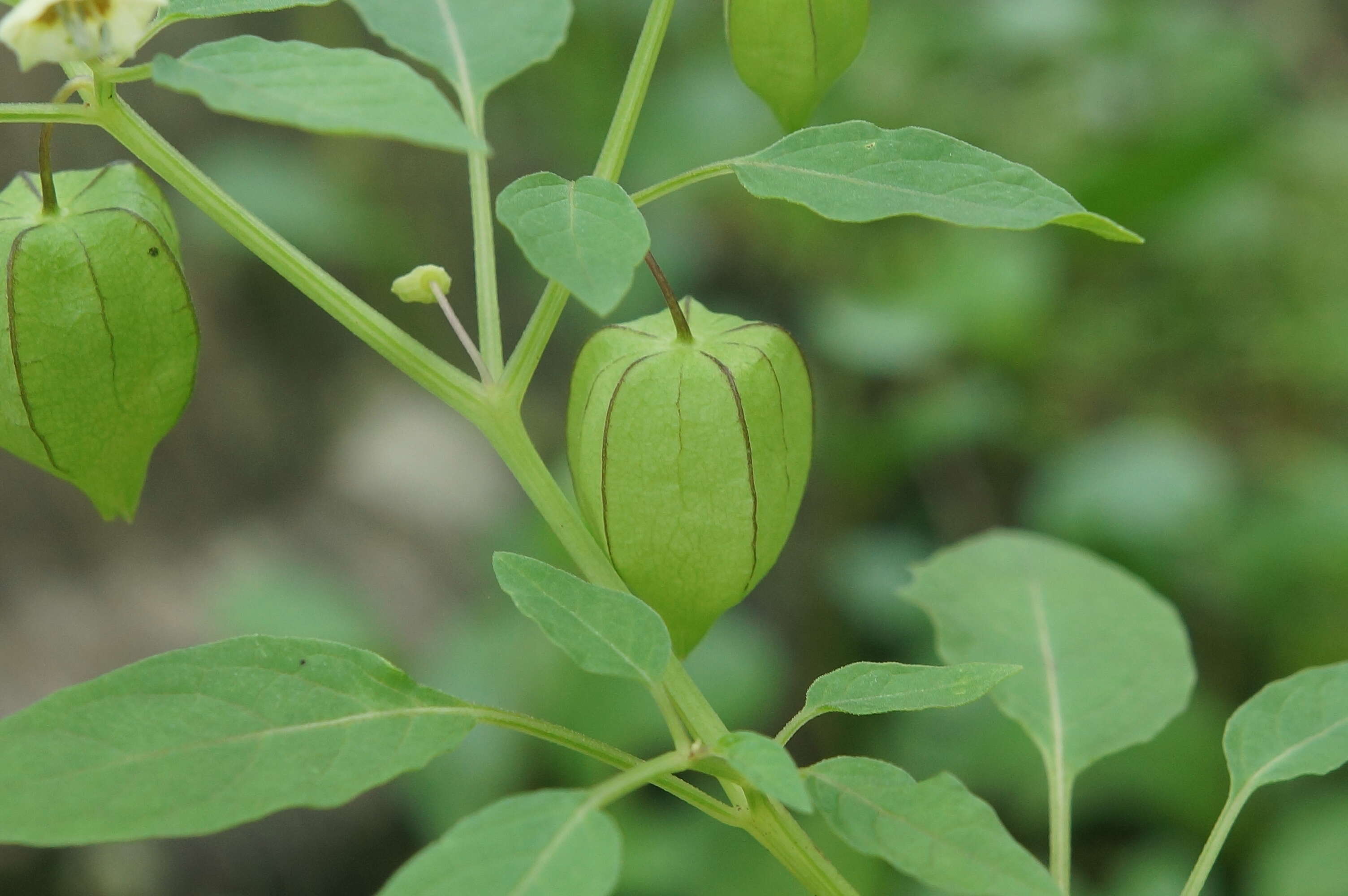 Plancia ëd Physalis lagascae Roem. & Schult.