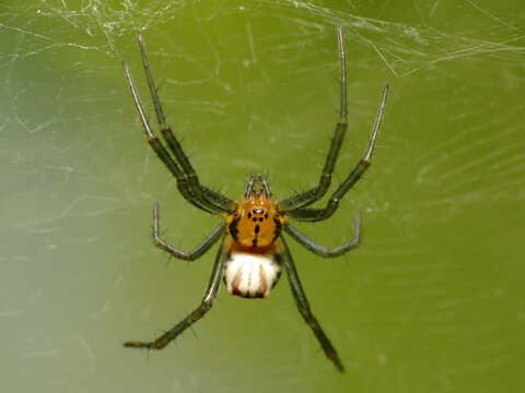 Image of Basilica Orbweaver