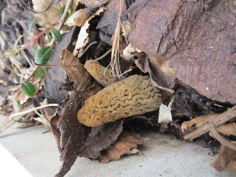 Image of Morchella importuna M. Kuo, O'Donnell & T. J. Volk 2012