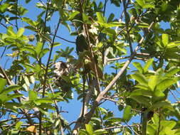 Image of soursop