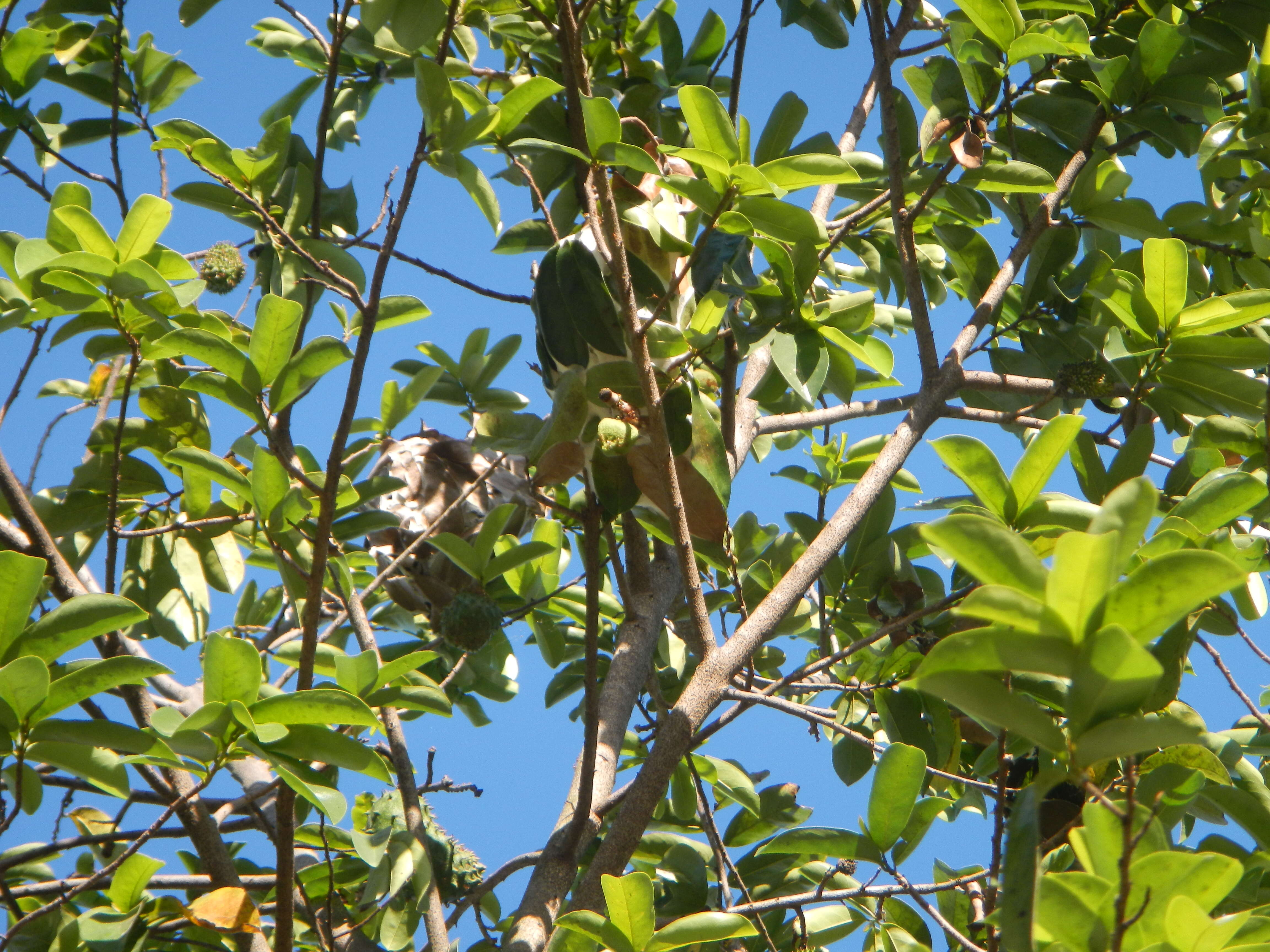 Image of soursop