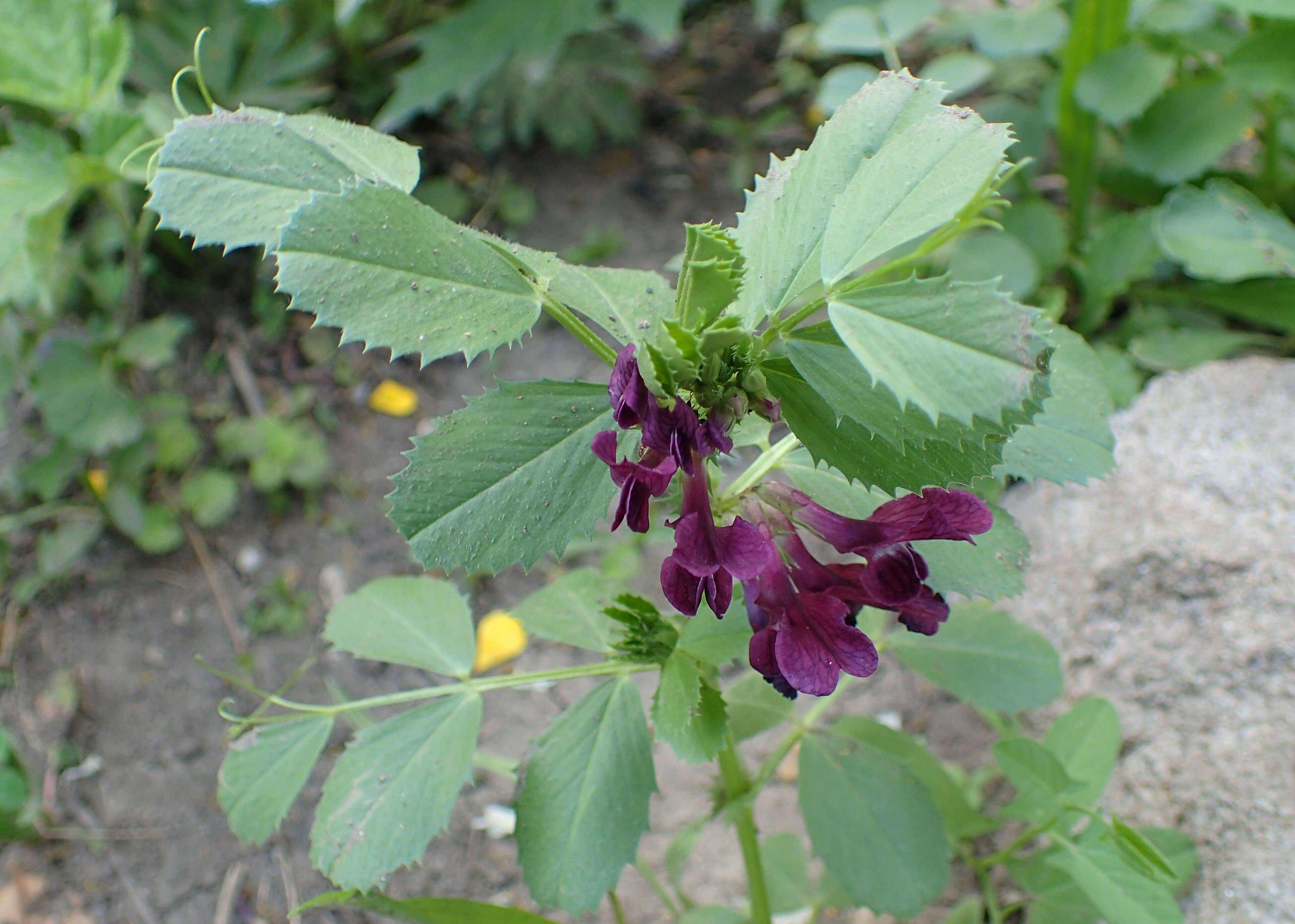 Imagem de Vicia narbonensis L.