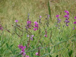 Image of Everlasting pea