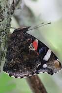 Image of Red Admiral