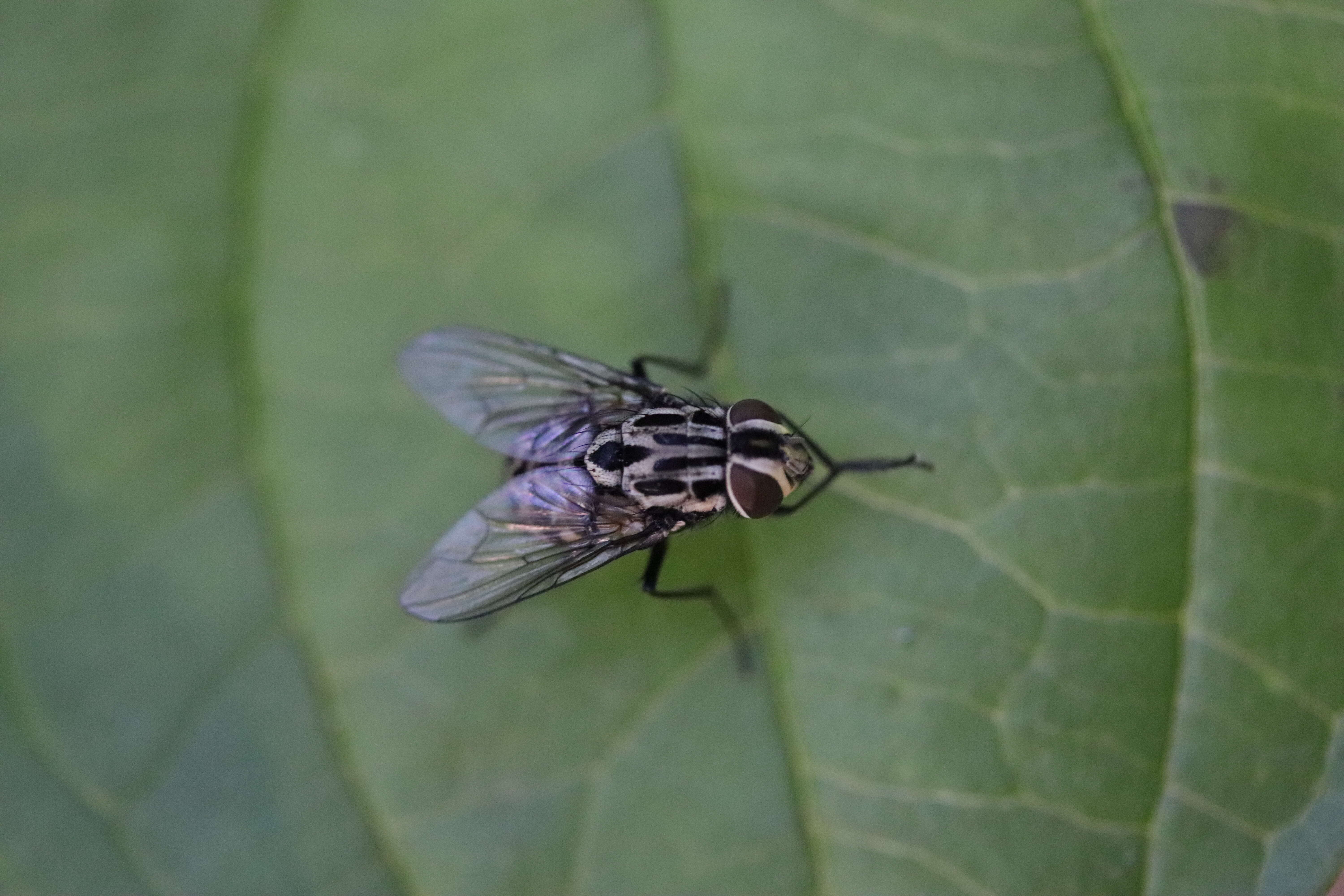 Image of House fly