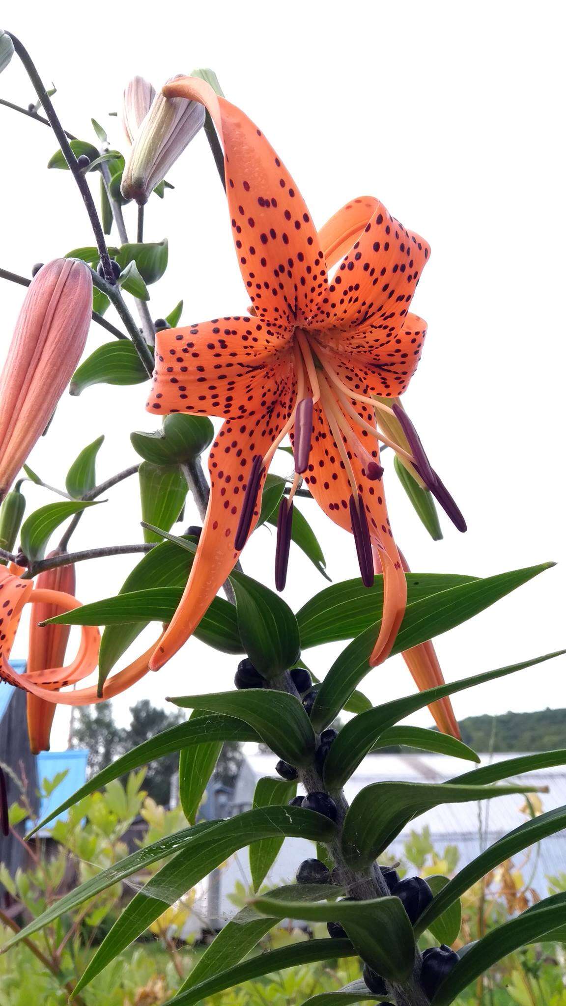 Image of Tiger lily