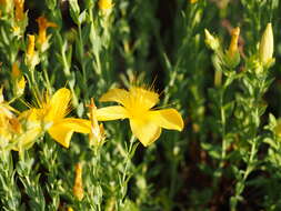 Image of Hypericum olympicum L.