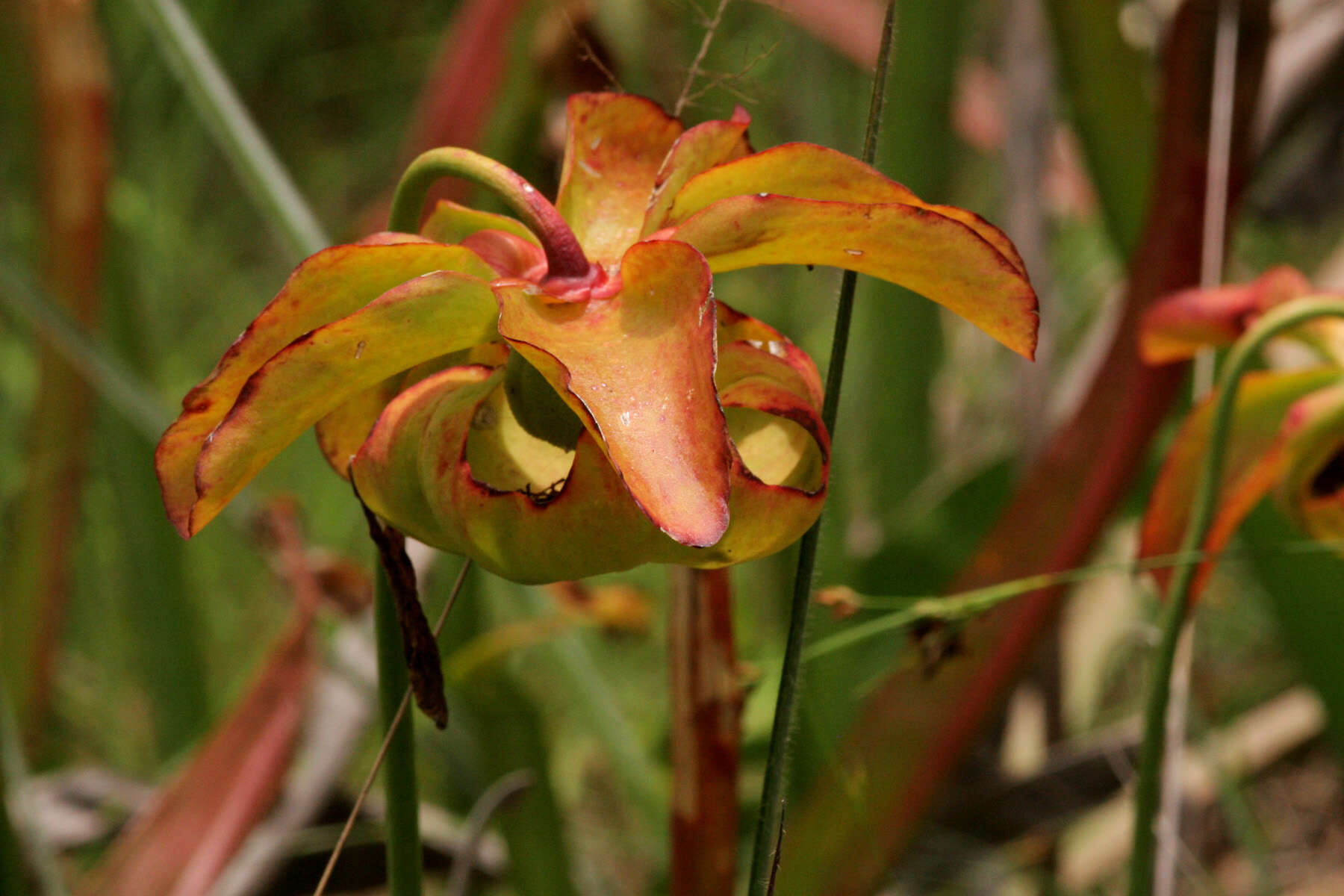 Image of Yellow Trumpets